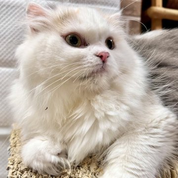スコティッシュフォールド(折れ耳)【兵庫県・女の子・2024年11月7日・ダイリュートキャリコ（セミ〜ロング）】の写真「激烈甘えん坊な女の子です💕」