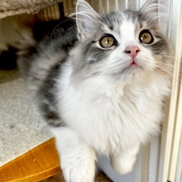 スコティッシュフォールド(立ち耳)【兵庫県・男の子・2025年8月6日・ブルータビー&ホワイト（セミ〜ロング）】の写真「キュートな男の子」