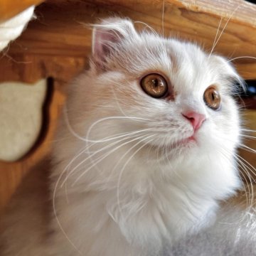 スコティッシュフォールド(折れ耳)【兵庫県・女の子・2025年6月21日・クリームタビー&ホワイト（セミ〜ロング）】の写真「おお目目クリクリな女の子🤍👀🤍」