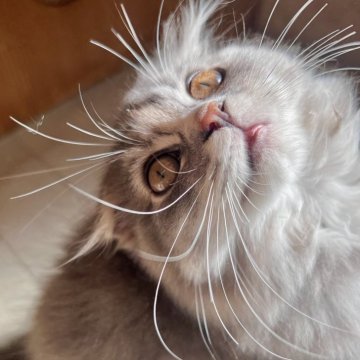 スコティッシュフォールド(折れ耳)