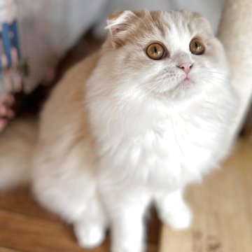 スコティッシュフォールド(折れ耳)【兵庫県・女の子・2025年6月21日・クリームタビー&ホワイト（セミ〜ロング）】の写真「おお目目クリクリな女の子🤍👀🤍」