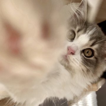 スコティッシュフォールド(立ち耳)【兵庫県・男の子・2025年8月6日・ブルータビー&ホワイト（セミ〜ロング）】の写真「キュートな男の子」