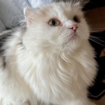 スコティッシュフォールド(折れ耳)【兵庫県・女の子・2024年11月7日・ダイリュートキャリコ（セミ〜ロング）】の写真「激烈甘えん坊な女の子です💕」