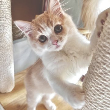 スコティッシュフォールド(立ち耳)【兵庫県・女の子・2025年8月22日・クリームタビー&ホワイト（セミ〜ロング）】の写真「いっつもお眠なお顔がキュート🩶」