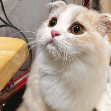 スコティッシュフォールド(折れ耳)【兵庫県・女の子・2025年6月21日・クリームタビー&ホワイト（セミ〜ロング）】の写真「おお目目クリクリな女の子🤍👀🤍」