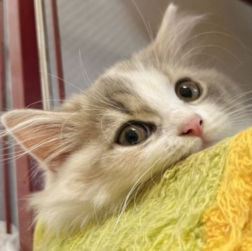 スコティッシュフォールド(立ち耳)【兵庫県・女の子・2025年8月6日・ダイリュートキャリコ（セミ〜ロング）】の写真「別嬪しゃんです🤎」