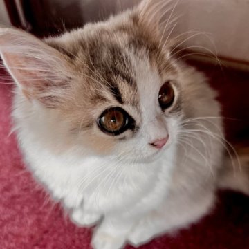 スコティッシュフォールド(立ち耳)【兵庫県・女の子・2025年8月6日・ダイリュートキャリコ（セミ〜ロング）】の写真「別嬪しゃんです🤎」