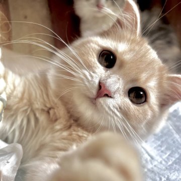 スコティッシュフォールド(立ち耳)【兵庫県・女の子・2025年6月21日・クリームマッカレルタビー（セミ〜ロング）】の写真「性格はおっとりタイプ。」