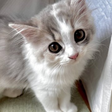 スコティッシュフォールド(立ち耳)【兵庫県・女の子・2025年8月6日・ダイリュートキャリコ(セミ〜ロング)】の写真「別嬪しゃんです🤎」
