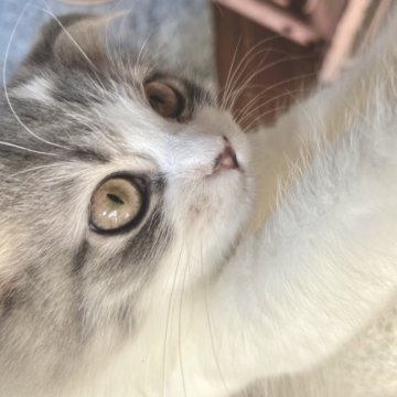 スコティッシュフォールド(折れ耳)【兵庫県・女の子・2025年6月21日・ブルーパッチドタビー&ホワイト（セミ〜ロング）】の写真「クリクリお目目の元気っこ😘」