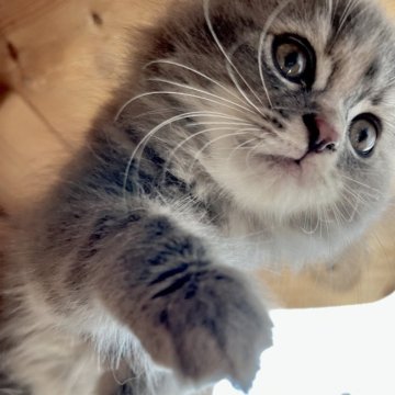 スコティッシュフォールド(折れ耳)【兵庫県・女の子・2025年8月22日・ブルーパッチドタビー&ホワイト（セミ〜ロング）】の写真「よく食べよく寝てよく遊ぶ子猫です🩶」