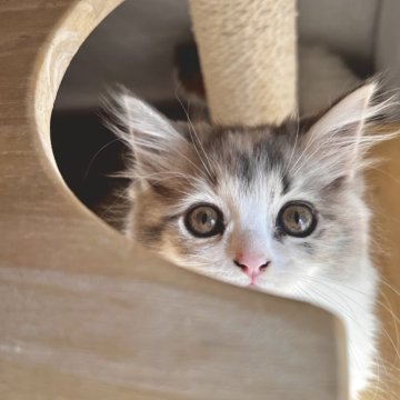 スコティッシュフォールド(立ち耳)【兵庫県・女の子・2025年8月6日・ダイリュートキャリコ（セミ〜ロング）】の写真「キュートなお顔の女の子🤍」