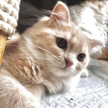 スコティッシュフォールド(立ち耳)【兵庫県・女の子・2025年6月21日・クリームマッカレルタビー（セミ〜ロング）】の写真「性格はおっとりタイプ。」