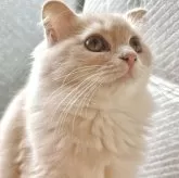 スコティッシュフォールド(立ち耳)