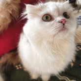 スコティッシュフォールド(折れ耳)