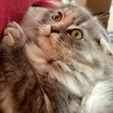 スコティッシュフォールド(折れ耳)