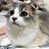 スコティッシュフォールド(折れ耳)【兵庫県・女の子・2025年6月21日・ブルーパッチドタビー&ホワイト】の写真1