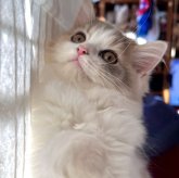 スコティッシュフォールド(立ち耳)