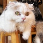 スコティッシュフォールド(折れ耳)