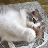 スコティッシュフォールド(折れ耳)