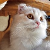 スコティッシュフォールド(折れ耳)