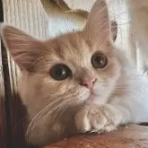 スコティッシュフォールド(立ち耳)【兵庫県・女の子・2025年1月23日・クリームマッカレルタビー】の写真1