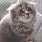 スコティッシュフォールド(折れ耳)