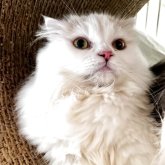 スコティッシュフォールド(折れ耳)