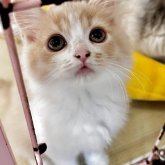 スコティッシュフォールド(立ち耳)