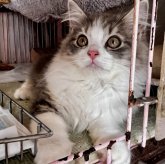 スコティッシュフォールド(立ち耳)