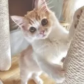 スコティッシュフォールド(立ち耳)