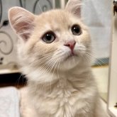スコティッシュフォールド(立ち耳)
