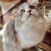 スコティッシュフォールド(折れ耳)