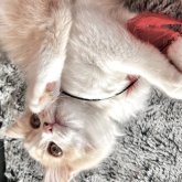 スコティッシュフォールド(立ち耳)