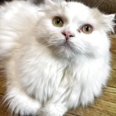 スコティッシュフォールド(折れ耳)