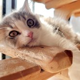 スコティッシュフォールド(立ち耳)