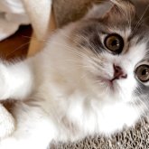 スコティッシュフォールド(折れ耳)