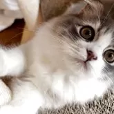 スコティッシュフォールド(折れ耳)