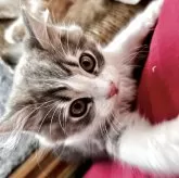 スコティッシュフォールド(立ち耳)