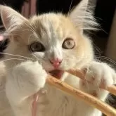 スコティッシュフォールド(立ち耳)