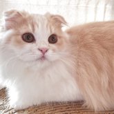 スコティッシュフォールド(折れ耳)