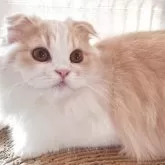 スコティッシュフォールド(折れ耳)