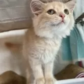スコティッシュフォールド(立ち耳)