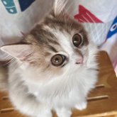 スコティッシュフォールド(立ち耳)