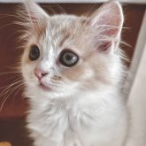 スコティッシュフォールド(立ち耳)