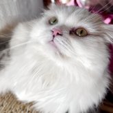 スコティッシュフォールド(折れ耳)