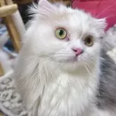 スコティッシュフォールド(折れ耳)