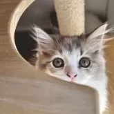 スコティッシュフォールド(立ち耳)