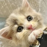 スコティッシュフォールド(立ち耳)