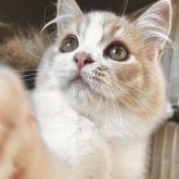 スコティッシュフォールド(立ち耳)